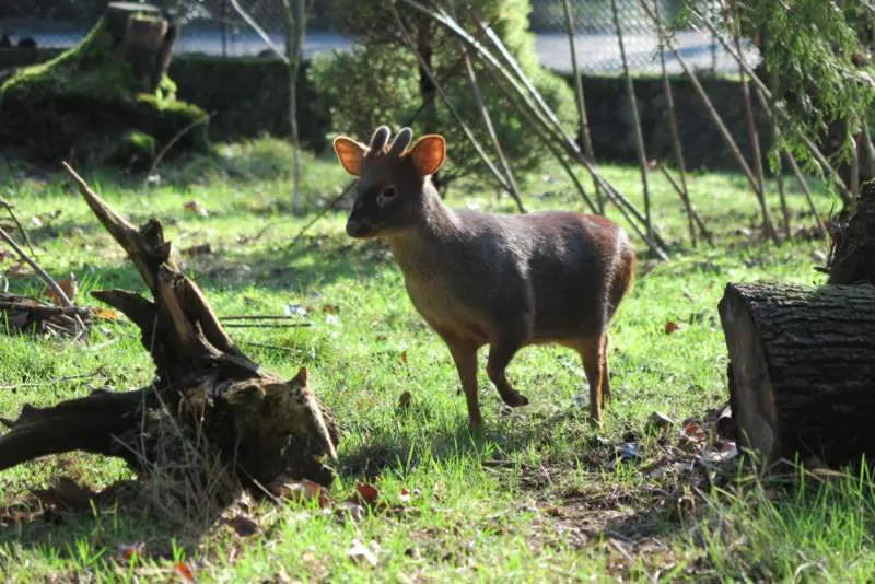 Pudu-Max-Wuppertal-Zoo