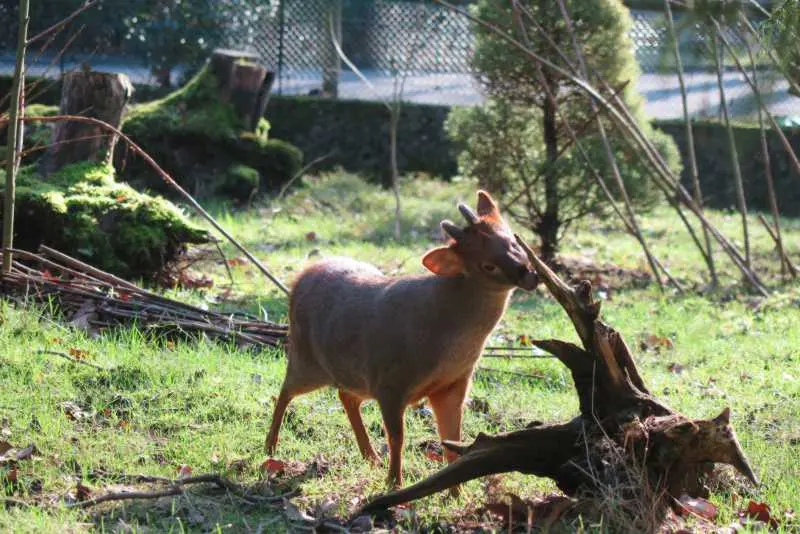 Pudu-Max-Wuppertal-Zoo2